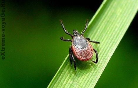 Безопасность в походе: клещ Ixodes ricinus (лесной собачий)