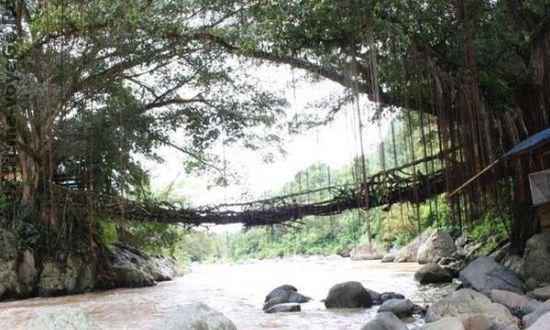 Мосту Jembatan Akar из переплетеных корней дерева более 120 лет Мосту Jembatan Akar из переплетеных корней дерева более 120 лет