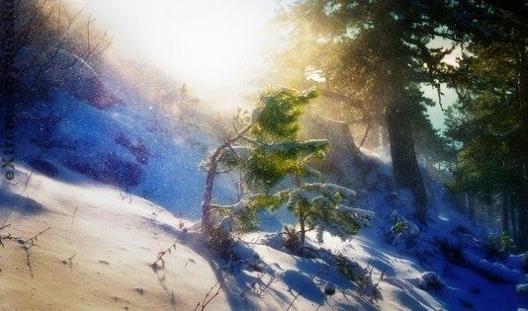 Как выжить в зимнем лесу 