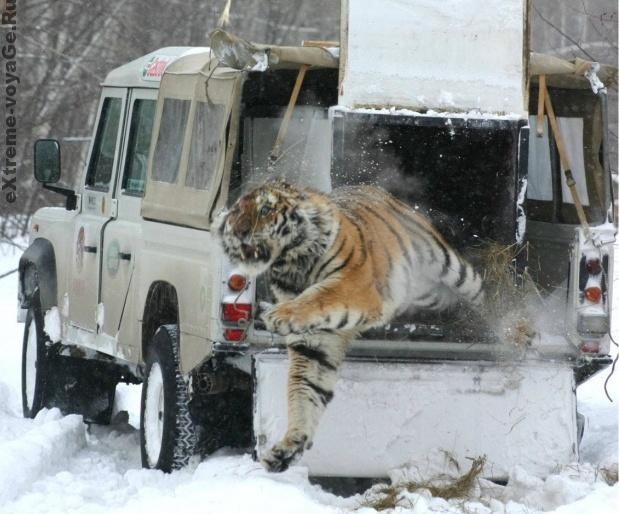 Дальний Восток. Из авто браконьера - на свободу! Дальний Восток. Из авто браконьера - на свободу!
