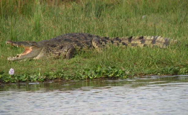 Внешний вид Нильского крокодила 