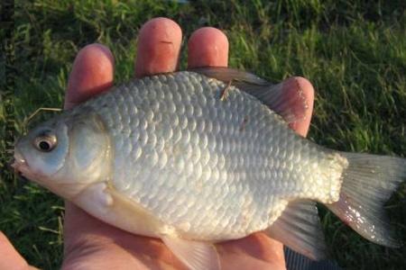 Рыбалка несколькими способами - крючок, гарпун, стрела и т.п. Рыбалка несколькими способами - крючок, гарпун, стрела и т.п.