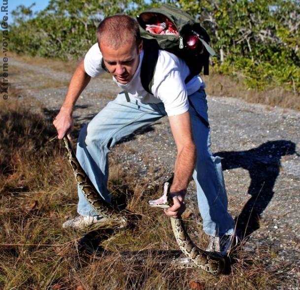 Охота на не ядовитую змею (питон) Охота на не ядовитую змею (питон)