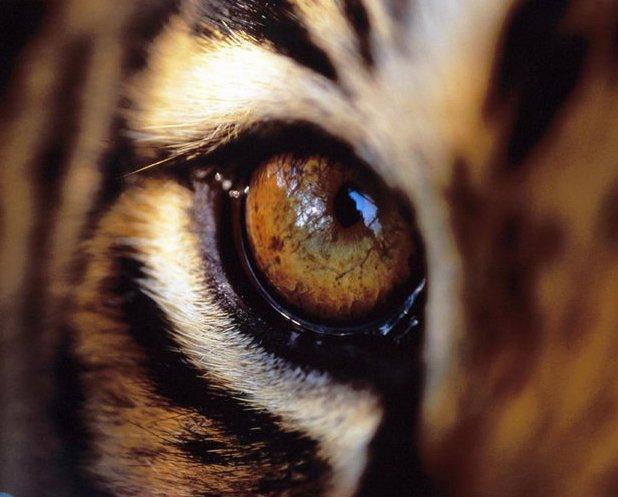 Смотреть National Geographic дикая природа: хищники Индии Смотреть National Geographic дикая природа: хищники Индии