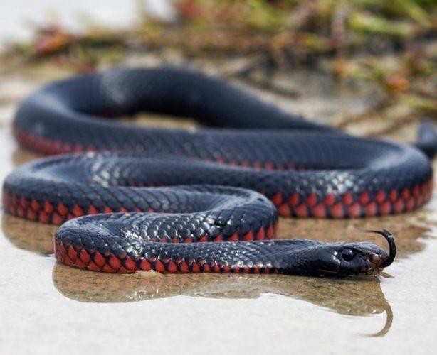 Pseudechis porphyriacus: Самые опасные животные Австралии в одном видео Pseudechis porphyriacus: Самые опасные животные Австралии в одном видео