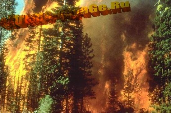 Лесной пожар днем Лесной пожар днем