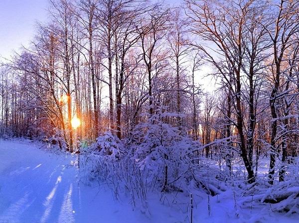 Сам себе барометр или зимние признаки изменения погоды