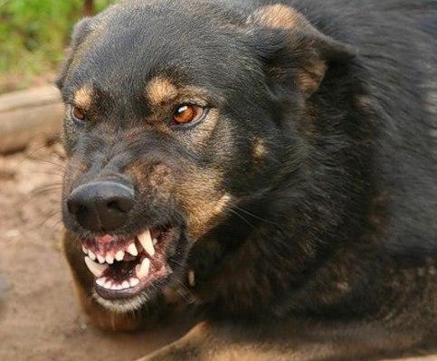 Школа выживания: 5 правил защиты от собак Школа выживания: 5 правил защиты от собак