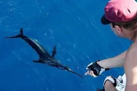 Добыча рыбы в море в экстремальной ситуации Добыча рыбы в море в экстремальной ситуации