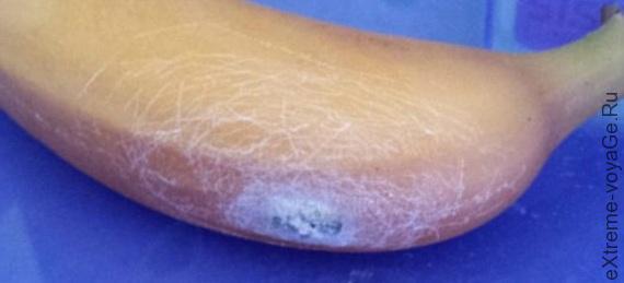 Банан с гнездом паука-убийцы Банан с гнездом паука-убийцы