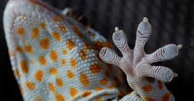 Пята геккона в разрезе Пята геккона в разрезе