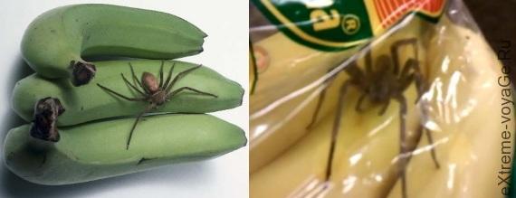 Brazilian Wandering Spider Phoneutria Brazilian Wandering Spider Phoneutria