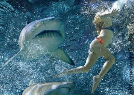 Что делать при нападении акулы Что делать при нападении акулы