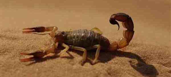 Укусы скорпионов Укусы скорпионов