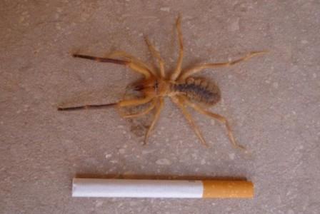 Укусы фаланг Укусы фаланг