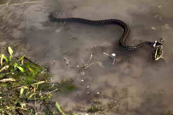 1 osnovny%D1%83 sposoba ochistki vody v polevyx usloviyax min Как очистить воду в полевых условиях