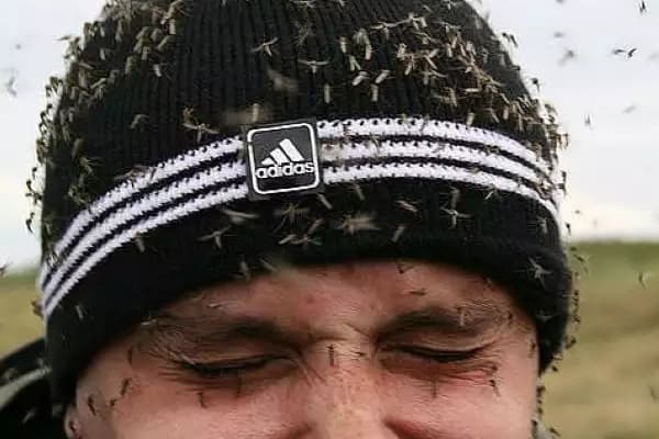 Борьба с комарами: 7 убойных запахов Борьба с комарами: 7 убойных запахов