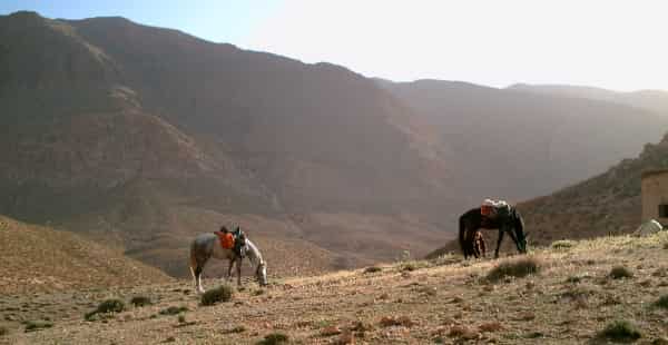 Конный тур с марокканского ранчо Ranch Ain Soltane Конный тур с марокканского ранчо Ranch Ain Soltane
