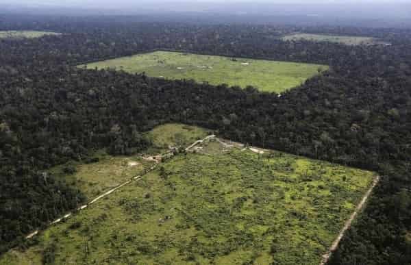 Угроза: сельва в бассейне Амазонки на грани уничтожения