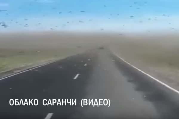 Нашествие саранчи 2017 в Дагестане, Калмыкии, Ставрополе Нашествие саранчи 2017 в Дагестане, Калмыкии, Ставрополе